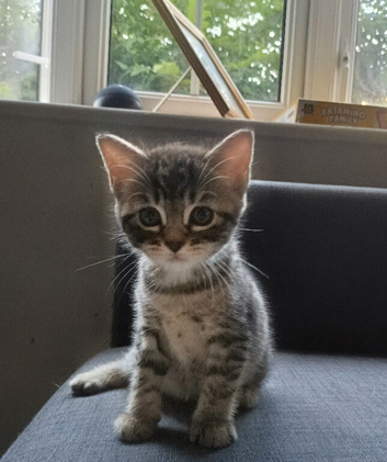 Adorable kittens almost ready to leave