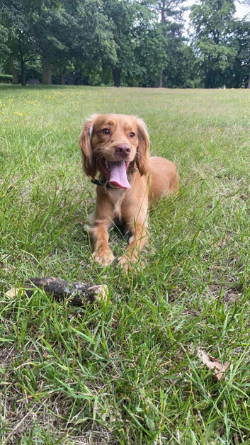 Proven kc cocker spaniel stud