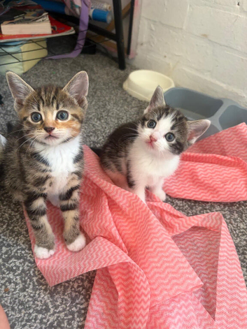 5 BEAUTIFUL KITTENS READY TO LEAVE