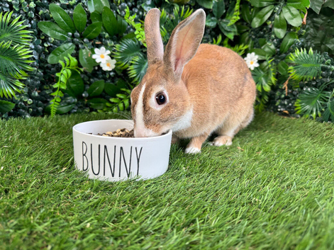 Female rabbit 1 year old