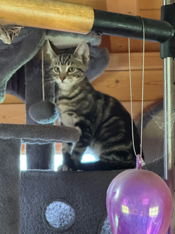 Lovely litter ready now