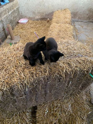 Pair of very loving and adorable farm kittens