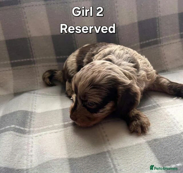 x1 Girl & x4 Boys Available - Cockapoo Puppies