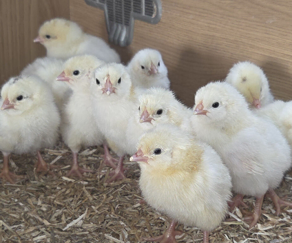 Pure Bred Light Sussex large fowl chicks