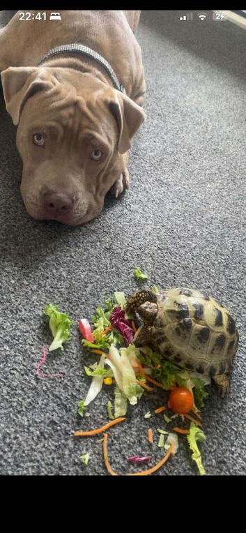 Horsefield tortoise  (biscuits)