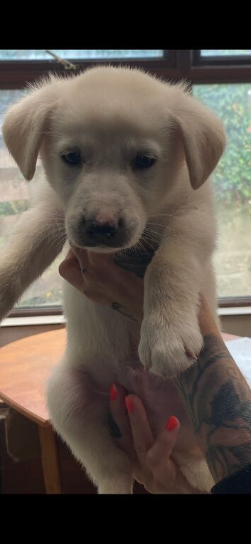 Husky x Labrador(huskador)