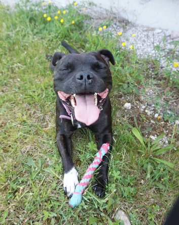 Brindle Staffy Dog Boy
