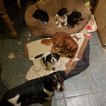 Gorgeous Cavalier Cross Puppies.