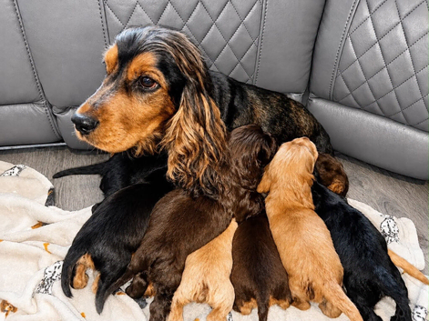Sagrisieo&rsquo;s KC Show type Cocker Spaniels