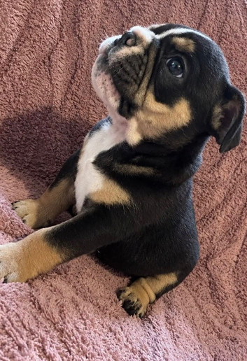 Beautiful English bulldog puppies