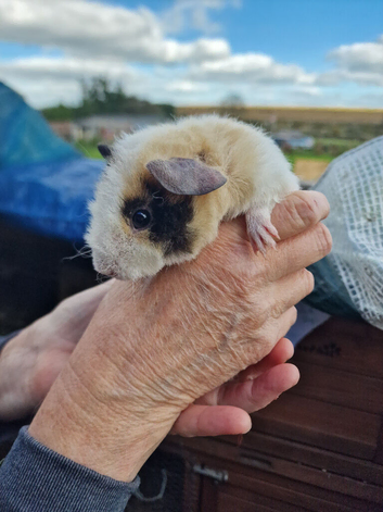 Baby guinea-pigs ready now Teddy male ready now