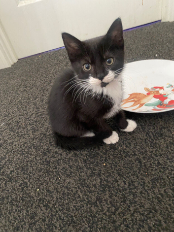 10 week old kittens for sale