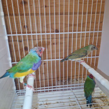 Gouldian finch 5 months old