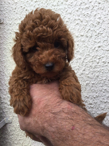 Toy Poodle Boy Puppy