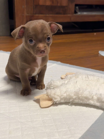 STUNNING PUREBRED CHIHUAHUAS