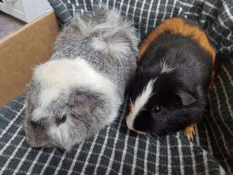 Pair of boys smooth/Abby looking for a new home