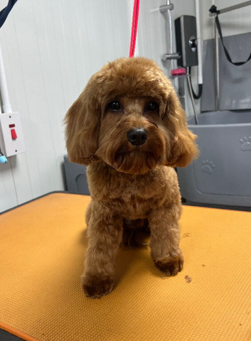 Red Cavapoo Stud