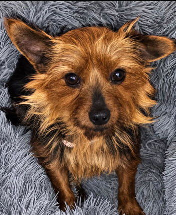 Yorkshire terriers