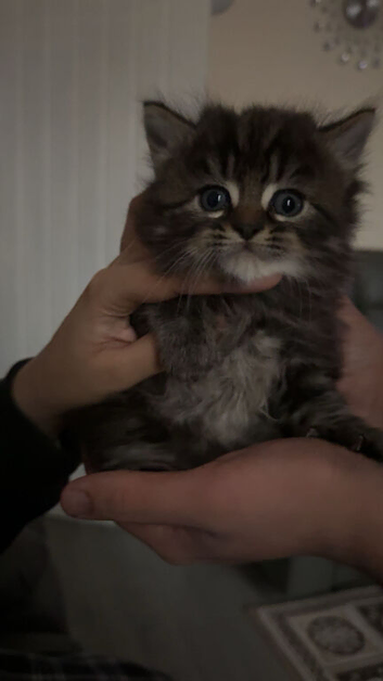 Gorgeous Kitten