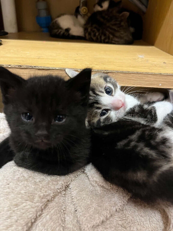 6 kittens for sale
