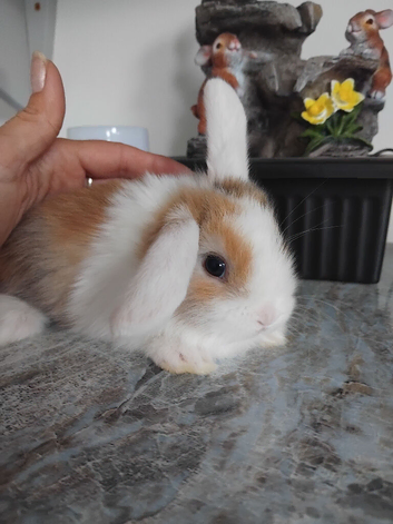Baby lops
