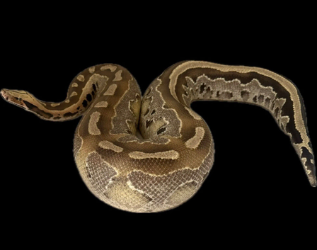 Borneo short tail python