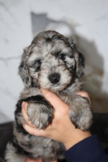 Health tested f1b cockapoo babies