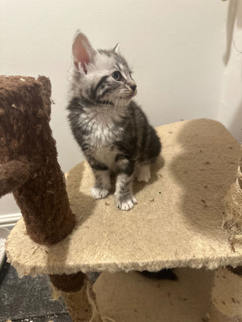 Silver tabby kitten