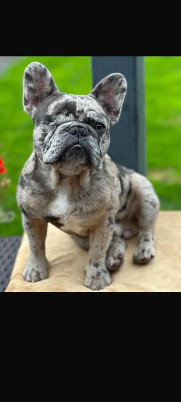 Frenchie for rehoming