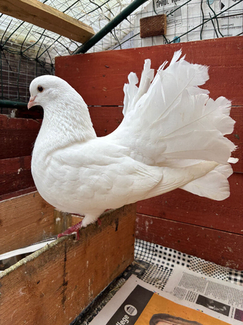 English fantails for sale