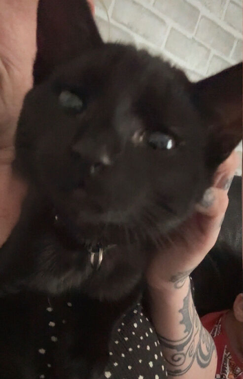 5 month old kitten needs loving home asap