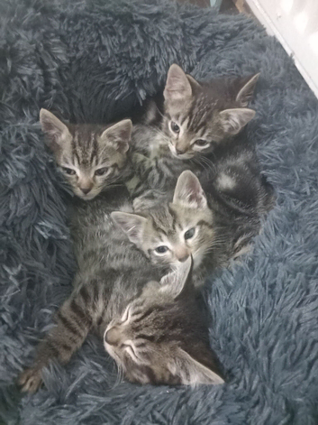 Mixed breed tabby kittens for sale