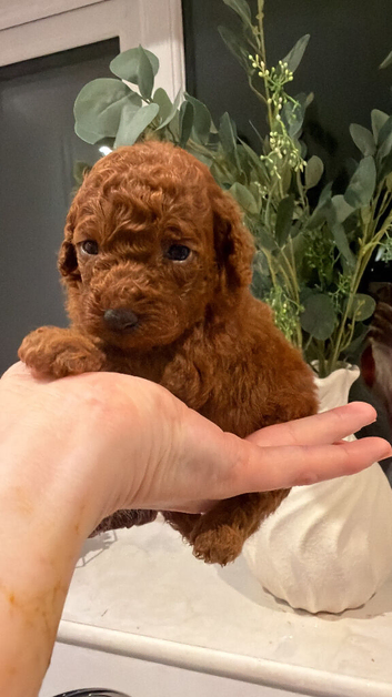 Beautiful kc poodles available