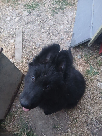 German shepherd pups