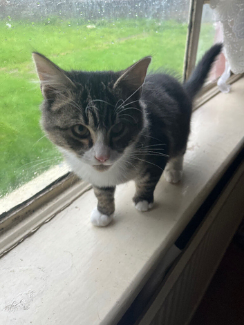 Tabby kitten