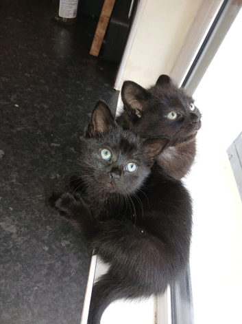 Black kittens.