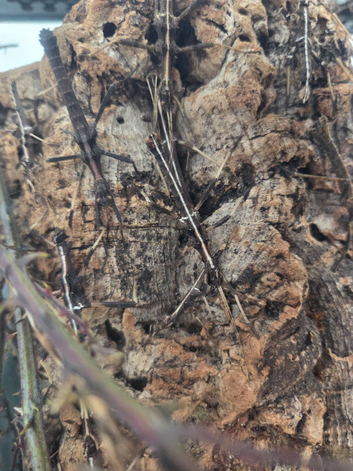 Stick insects