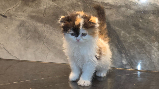 Wee Wonders seek new mum and dad