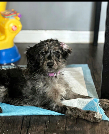 Willow (cockapoo)