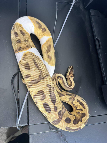 3 year old pastel pied python with large exoterra and stand