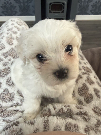 Beautiful full pedigree Maltese puppies