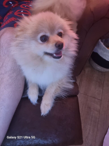 Female orange and cream pomerainian kc registered