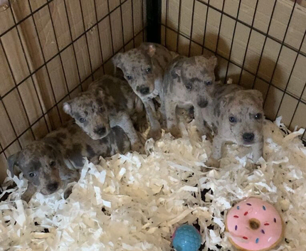 Dna clear rare blue Merle Staffordshire bull terrier puppies