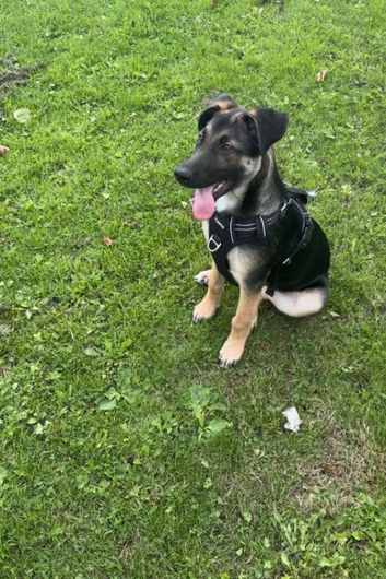 German shepherd cross