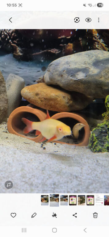 FREE Albino rainbow shark