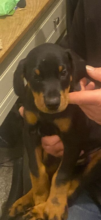 Dobermann pups