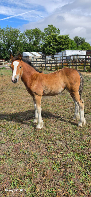 Welsh D x Traditional filly
