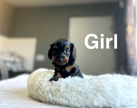 Slinkey gorgeous litter of Daxiepoo girls and boys available