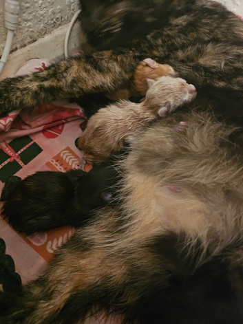 Ragdoll x British short hair kittens