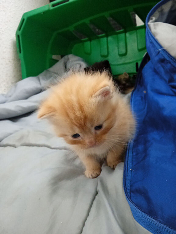 Ragdoll x Persian kittens ready for reservation!